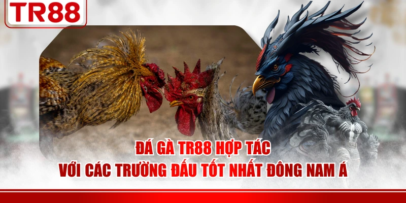 Đá Gà TR88 hợp tác với các trường đấu tốt nhất Đông Nam Á